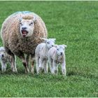 typisch texel im frühjahr.....