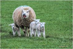 typisch texel im frühjahr.....