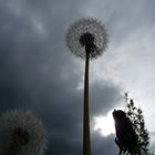 typisch tschechische pusteblume :)