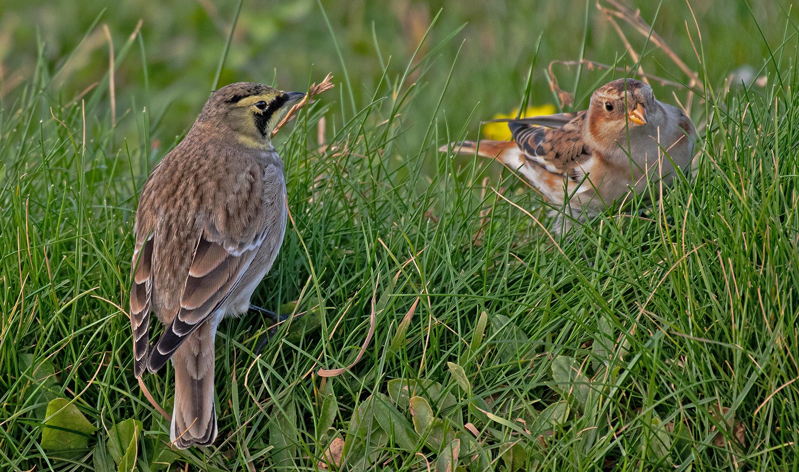 Typische Besucher Helgolands   . . .