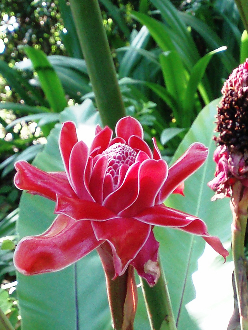 Typische Blume Aus Thailand Foto Bild Pflanzen Pilze Flechten Natur Bilder Auf Fotocommunity