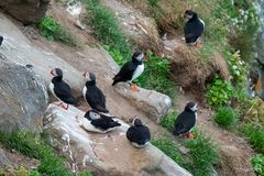 Typische Erscheinungen....