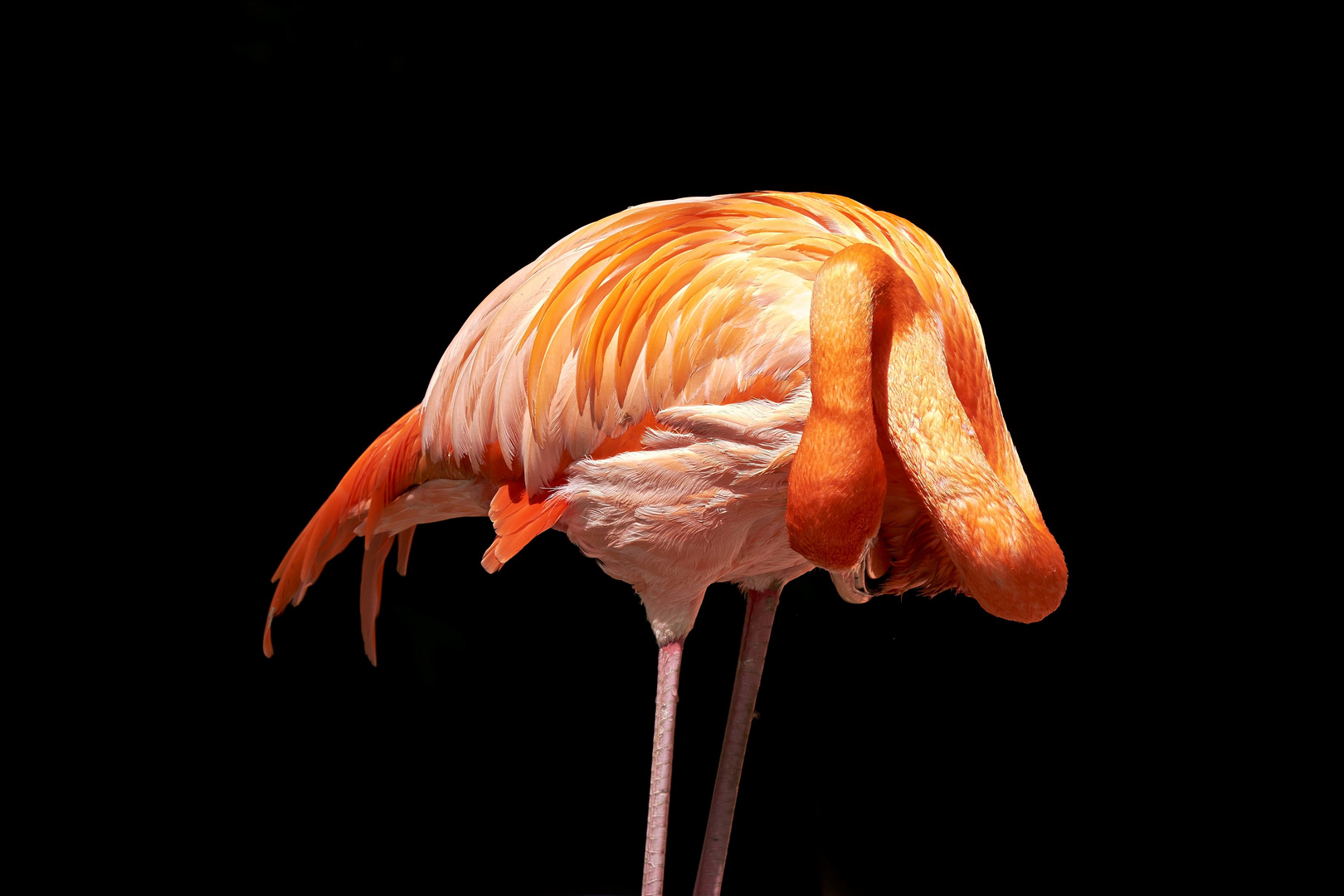 Typische Flamingo-Körperpflege