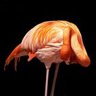 Typische Flamingo-Körperpflege