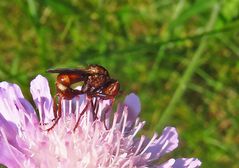 typische Haltung der Fliege