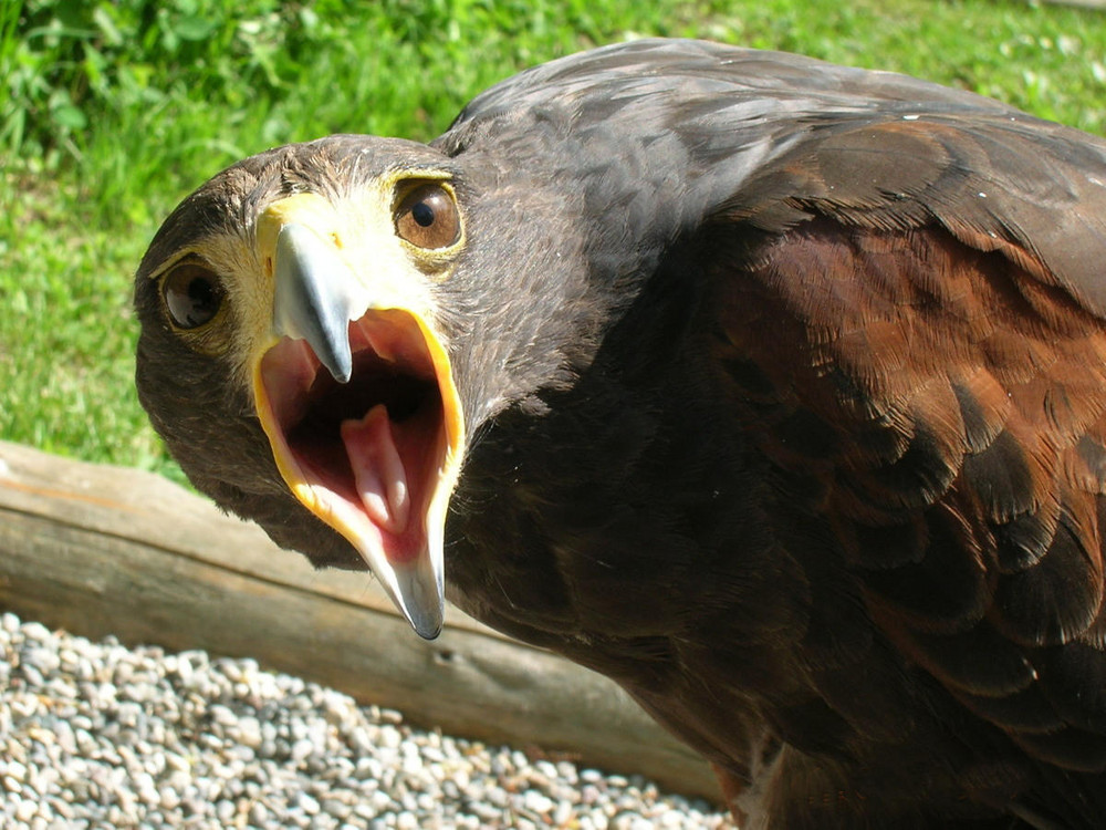 Typische Harris Hawk Geste ;-)