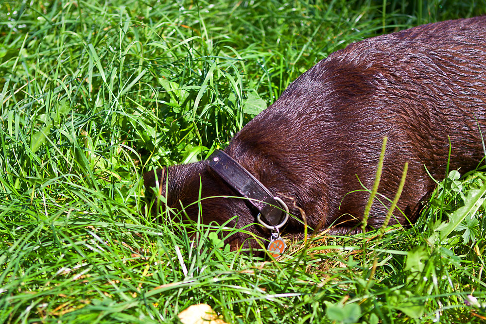 typische Hundepositionen (1)