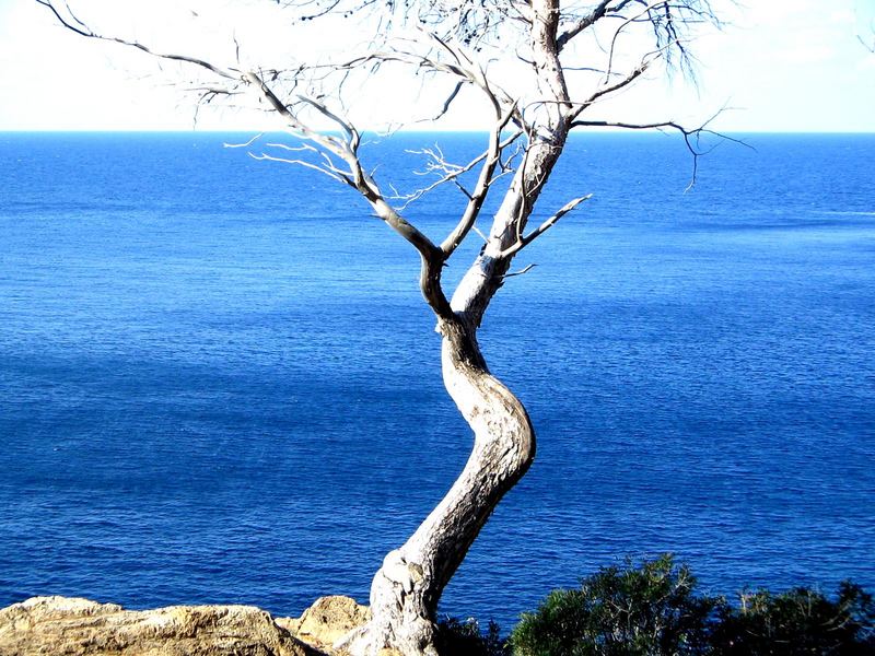 Typische Idylle in Mallorca...