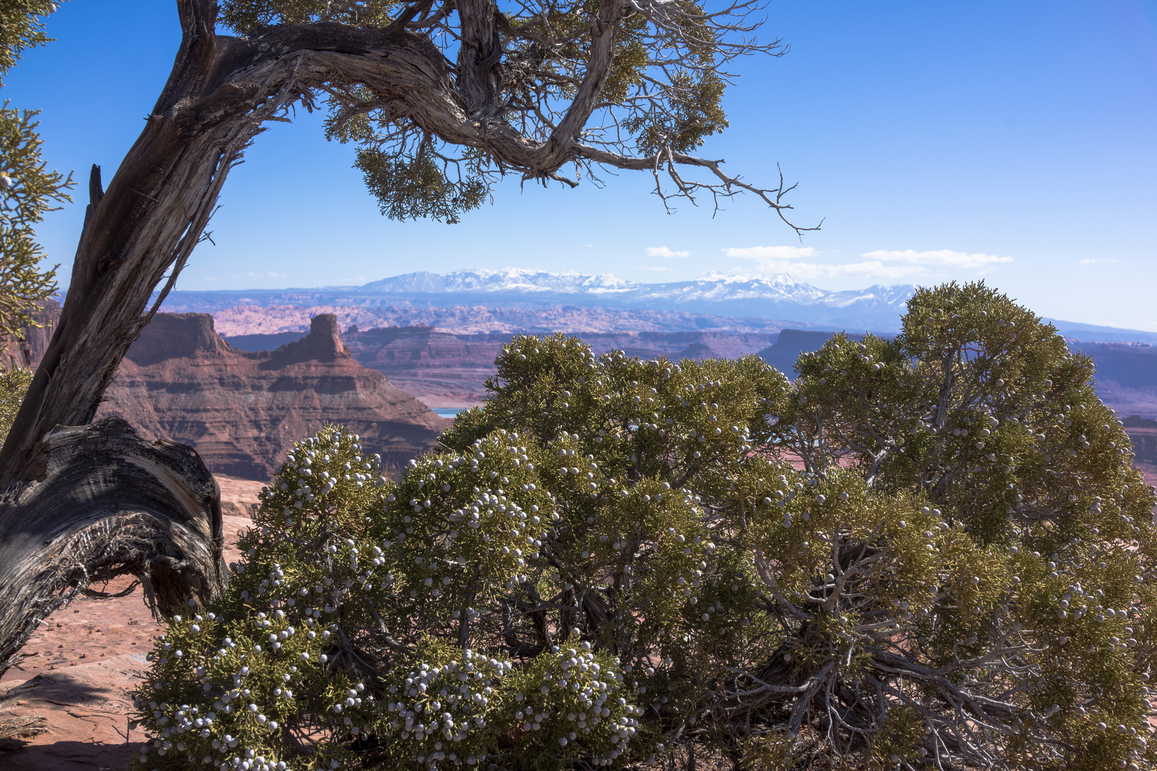 Typische Landschaft Canyonlands Nationalpark