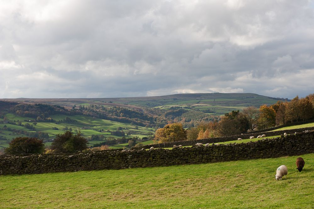 Typische Landschaft in den Yorkshire Dales