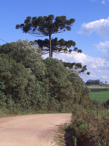 Typische Landschaft in Süd Brasilien