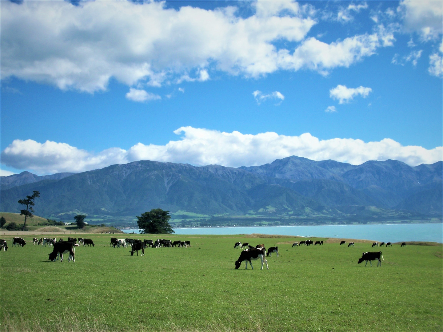 typische Landschaft Neuseelands