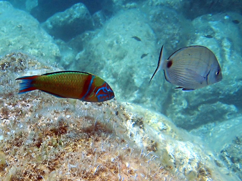 Typische Mittelmeer Fauna