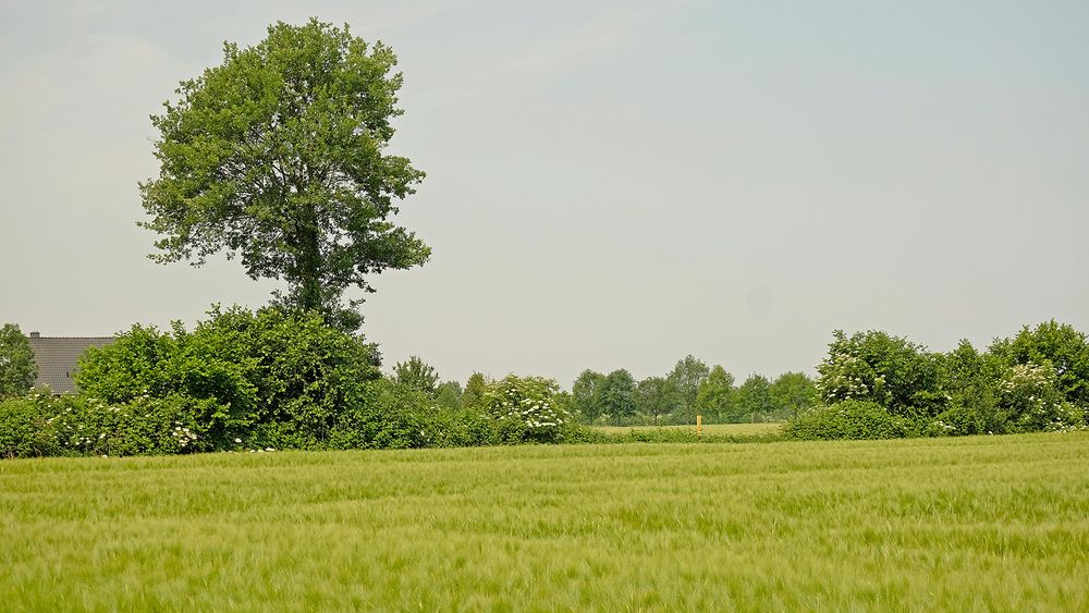 Typische münsterländische (Wall-) Hecke bzw. die Reste davon mit Eiche