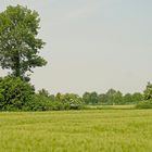 Typische münsterländische (Wall-) Hecke bzw. die Reste davon mit Eiche