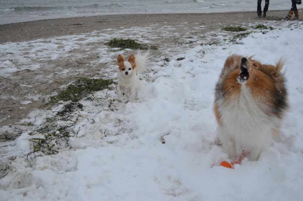 Typische Sheltie Macke.