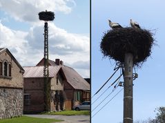 Typische Storchennester in Brandenburg