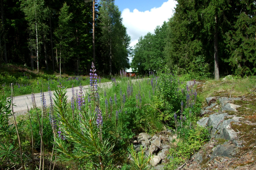 typische Straße durchs Smaland