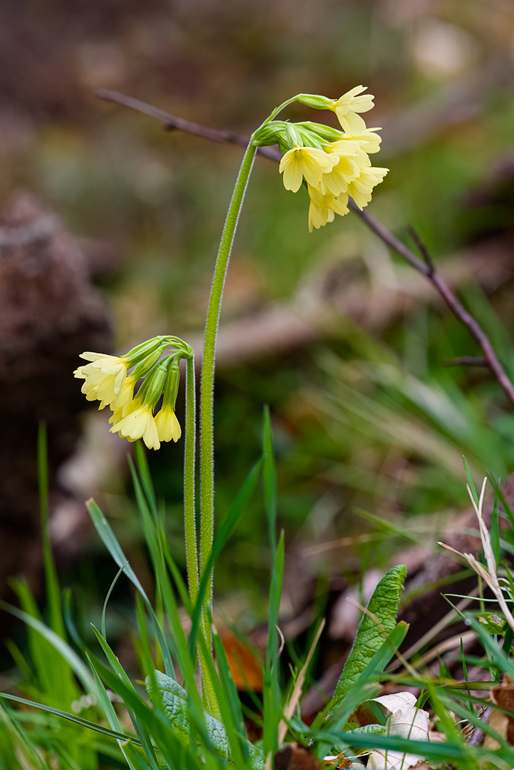 Typische Waldblume im Frühjahr