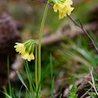 Typische Waldblume im Frühjahr