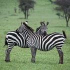 Typische Zebra-Haltung