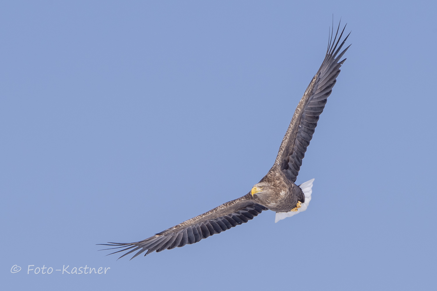 ... typischer Adler - Blick