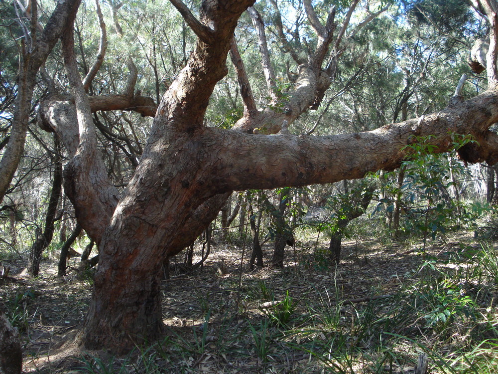 Typischer Baum in Australien