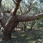 Typischer Baum in Australien