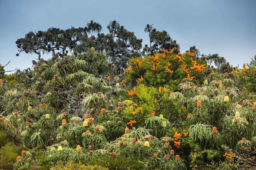 Typischer Bewuchs der Küstenregion um Esperance