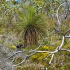 Typischer Bewuchs im Stirling Range NP