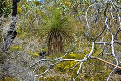 Typischer Bewuchs im Stirling Range NP