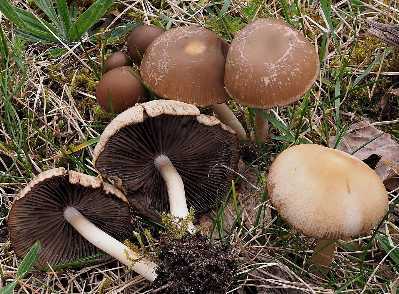 Typischer Frühjahrspilz: Graubrauner Mürbling (Psathyrella spadiceogrisea)