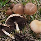 Typischer Frühjahrspilz: Graubrauner Mürbling (Psathyrella spadiceogrisea)