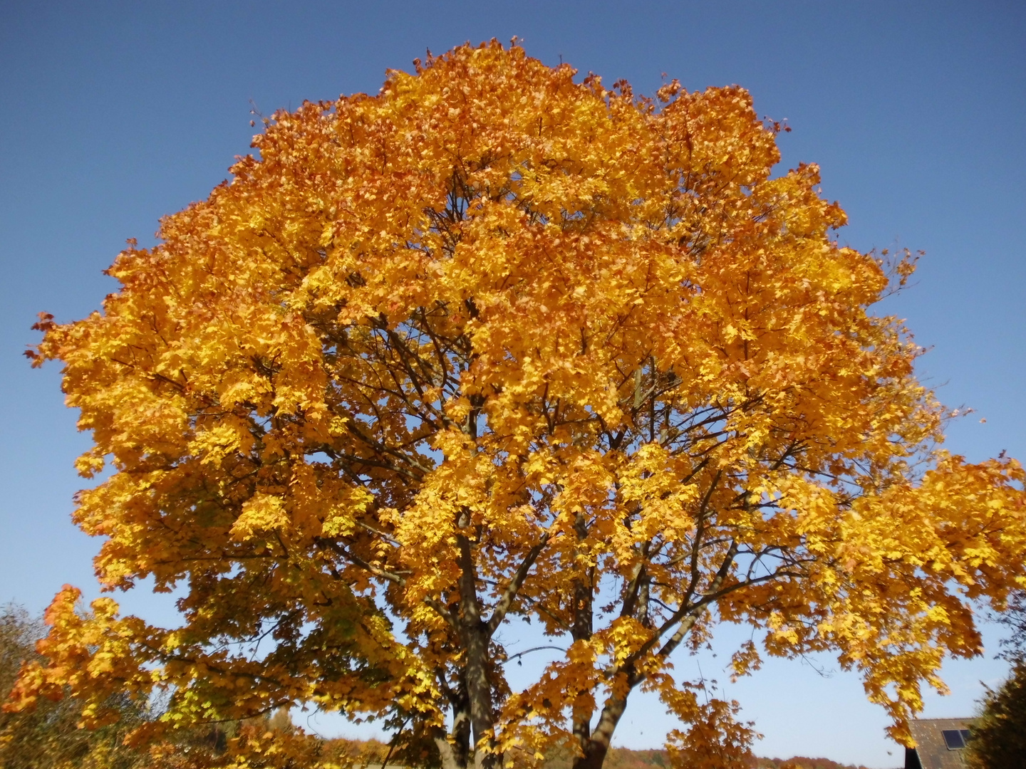 typischer Herbstbaum 1