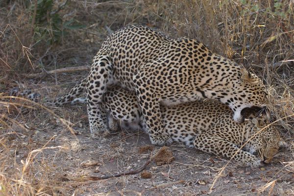 Typischer Nackenbiss bei der Paarung