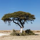 typischer Savannenbaum