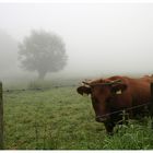 Typischer Spätsommermorgen am Niederrhein