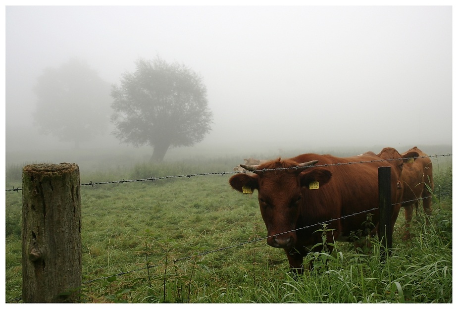 Typischer Spätsommermorgen am Niederrhein