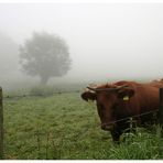 Typischer Spätsommermorgen am Niederrhein