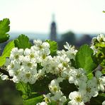 Typisches Blumenblütenmotiv im Frühjahr ...