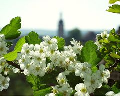 Typisches Blumenblütenmotiv im Frühjahr ...