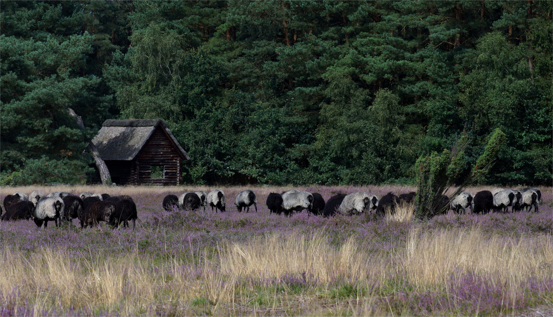 Typisches Heidebild.. Heidschnucken in der Heide