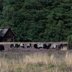 Typisches Heidebild.. Heidschnucken in der Heide