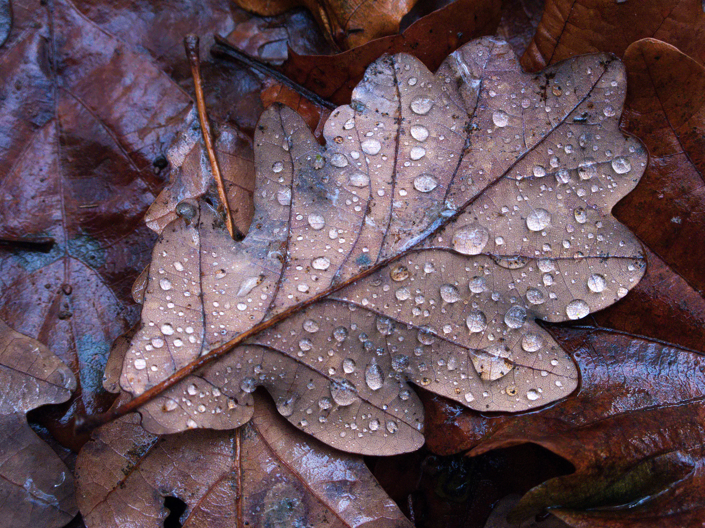 Typisches Herbstmotiv