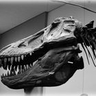 Tyrannosaurus Rex - 1 -