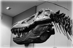 Tyrannosaurus Rex - 1 -