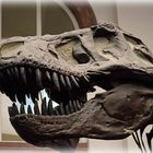 Tyrannosaurus Rex - 2 -