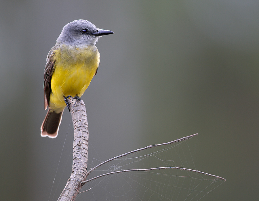 Tyrant Flycatcher