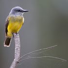 Tyrant Flycatcher