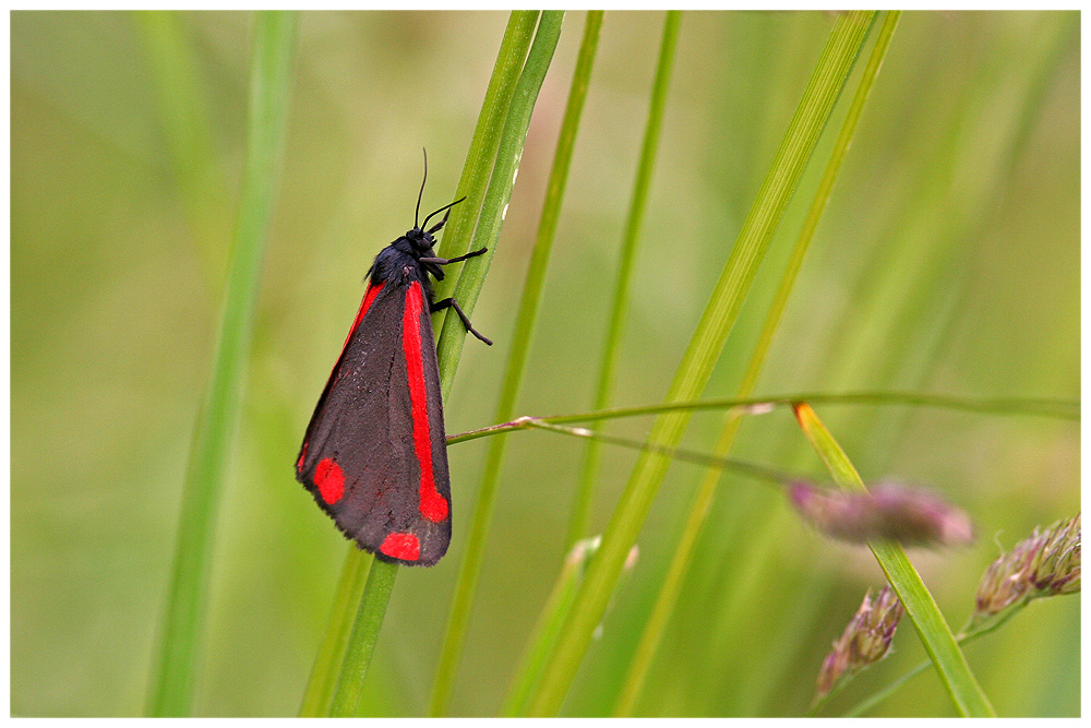 Tyria jacobaeae